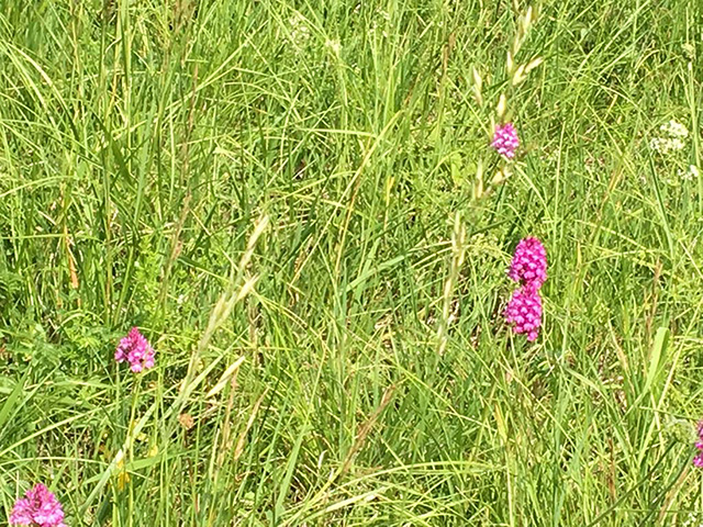 Spitzorchidee