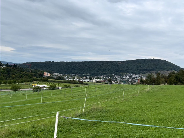 die Pferdeweide