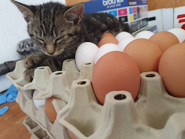 frische eier