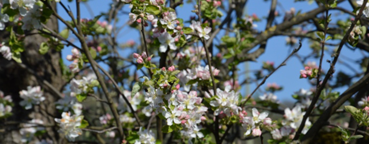 Apfelblüte