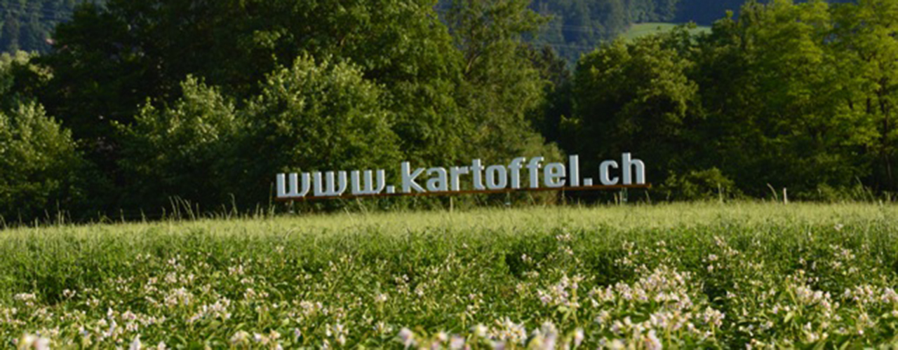 Kartoffelfeld